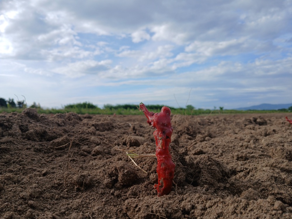 Vignes du Domaine Oriol